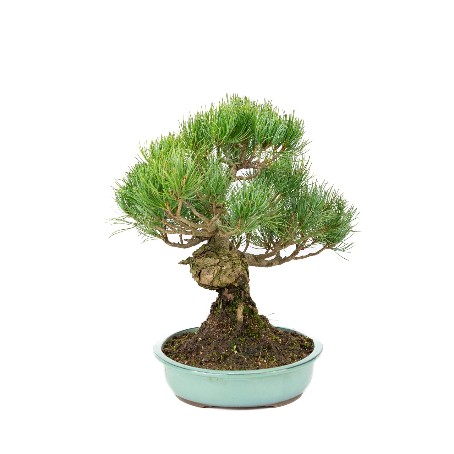 Pinus parviflora, türkisfarbener Schale, 28 cm Durchmesser, Höhe ca. 35 cm