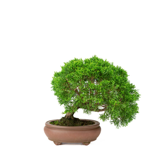 Unglasierter Topf aus Juniperus chinensis, 13 cm Durchmesser, Höhe ca. 27 cm