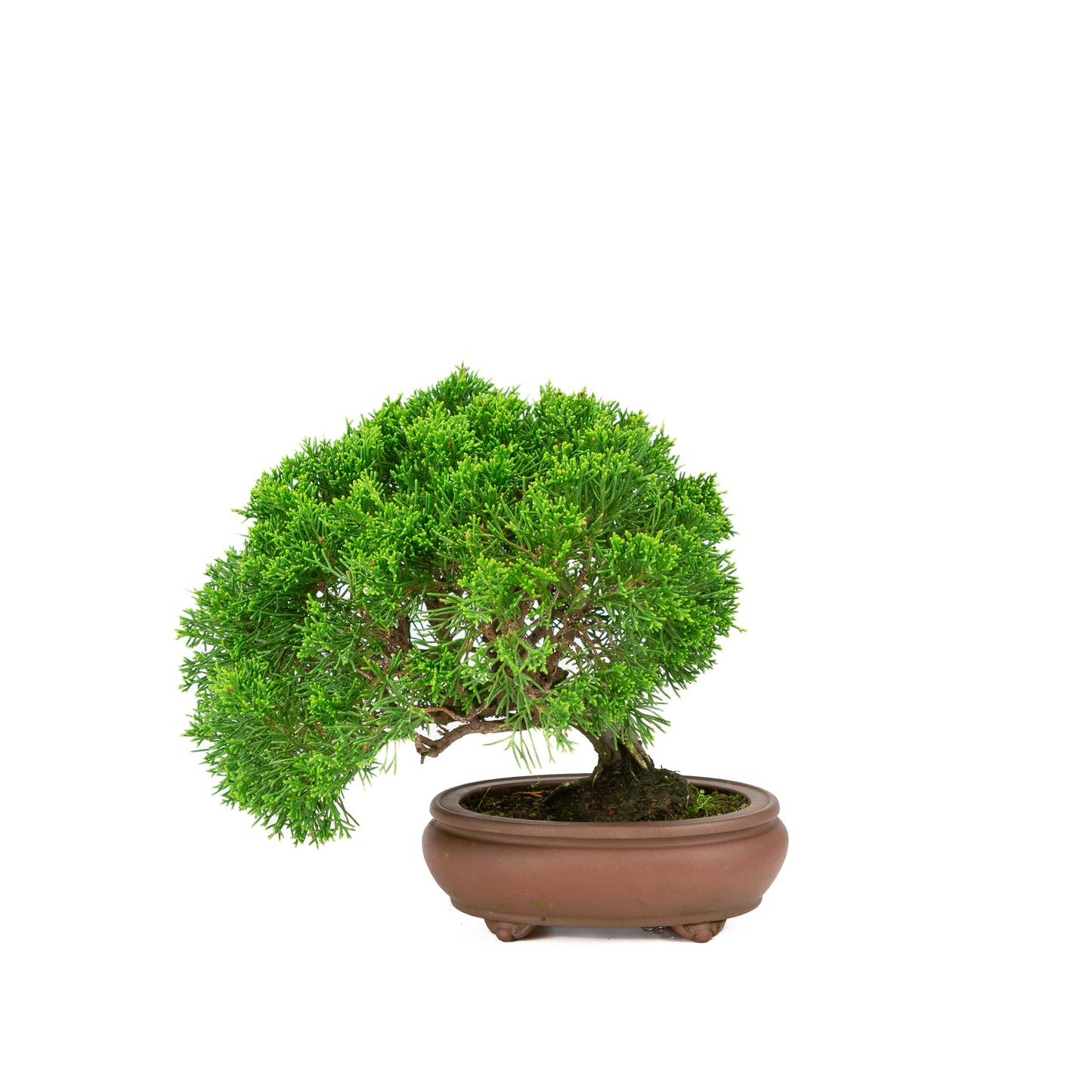 Unglasierter Schale aus Juniperus chinensis, 13 cm Durchmesser, Höhe ca. 27 cm