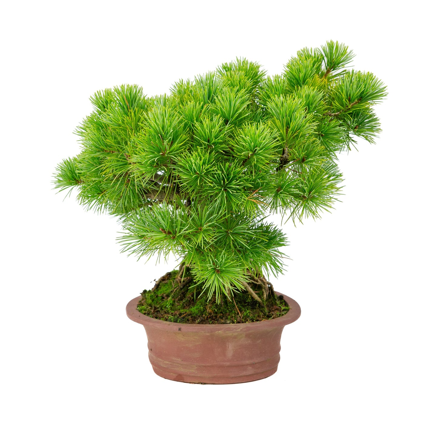 Pinus parviflora, unglasierter ovale Schale, 26 cm Durchmesser, Höhe ca. 37 cm