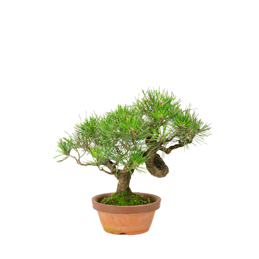 Terrakottatopf aus Pinus thunbergii, 14 cm Durchmesser, Höhe ca. 27 cm