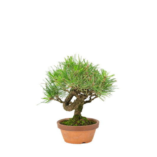 Terrakottatopf aus Pinus thunbergii, 14 cm Durchmesser, Höhe ca. 27 cm