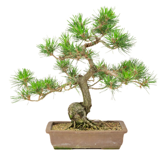 Unglasierter Topf aus Pinus thunbergii, 25 cm Durchmesser, Höhe ca. 43 cm