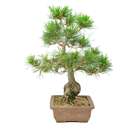 Unglasierter Topf aus Pinus thunbergii, 25 cm Durchmesser, Höhe ca. 43 cm