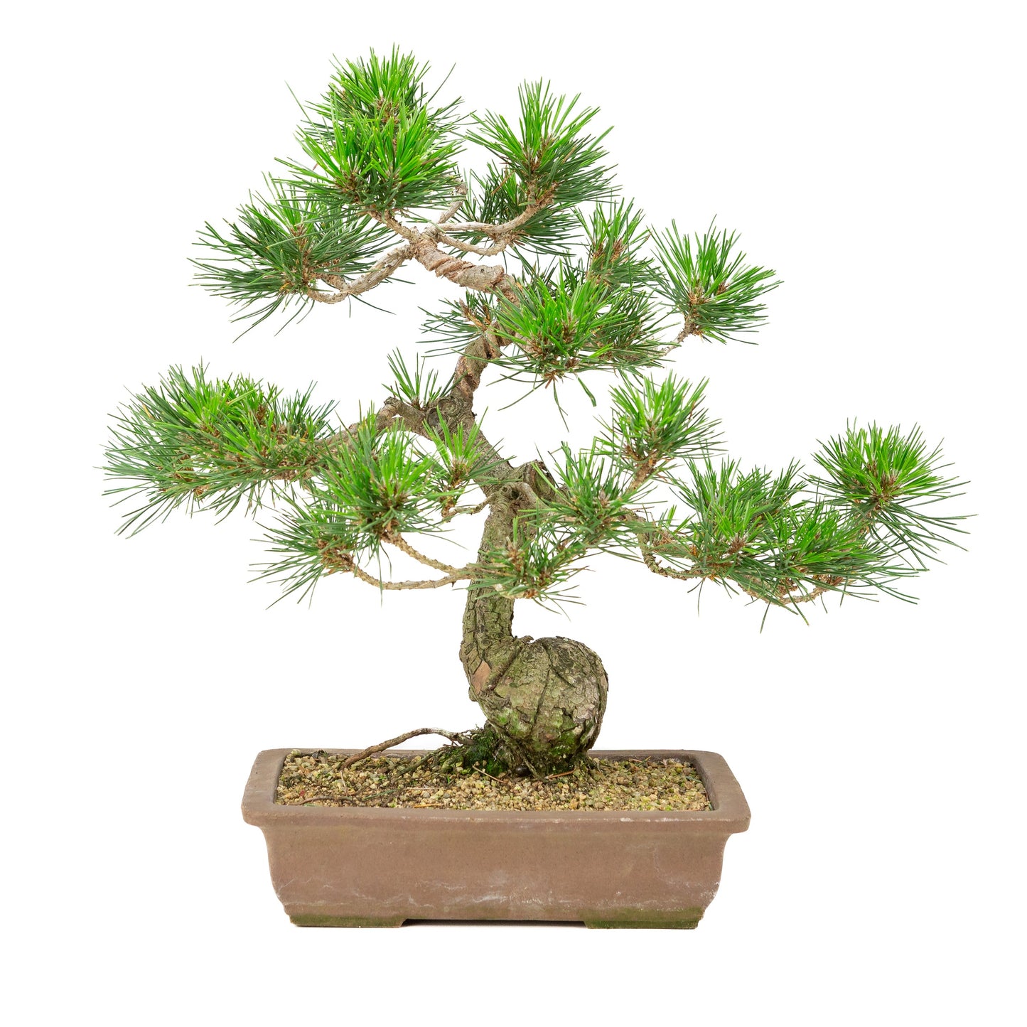 Unglasierter Schale aus Pinus thunbergii, 25 cm Durchmesser, Höhe ca. 43 cm