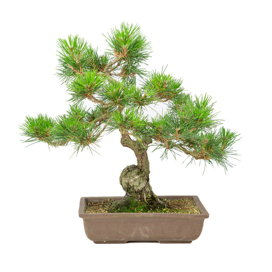 Unglasierter Topf aus Pinus thunbergii, 24 cm Durchmesser, Höhe ca. 41 cm