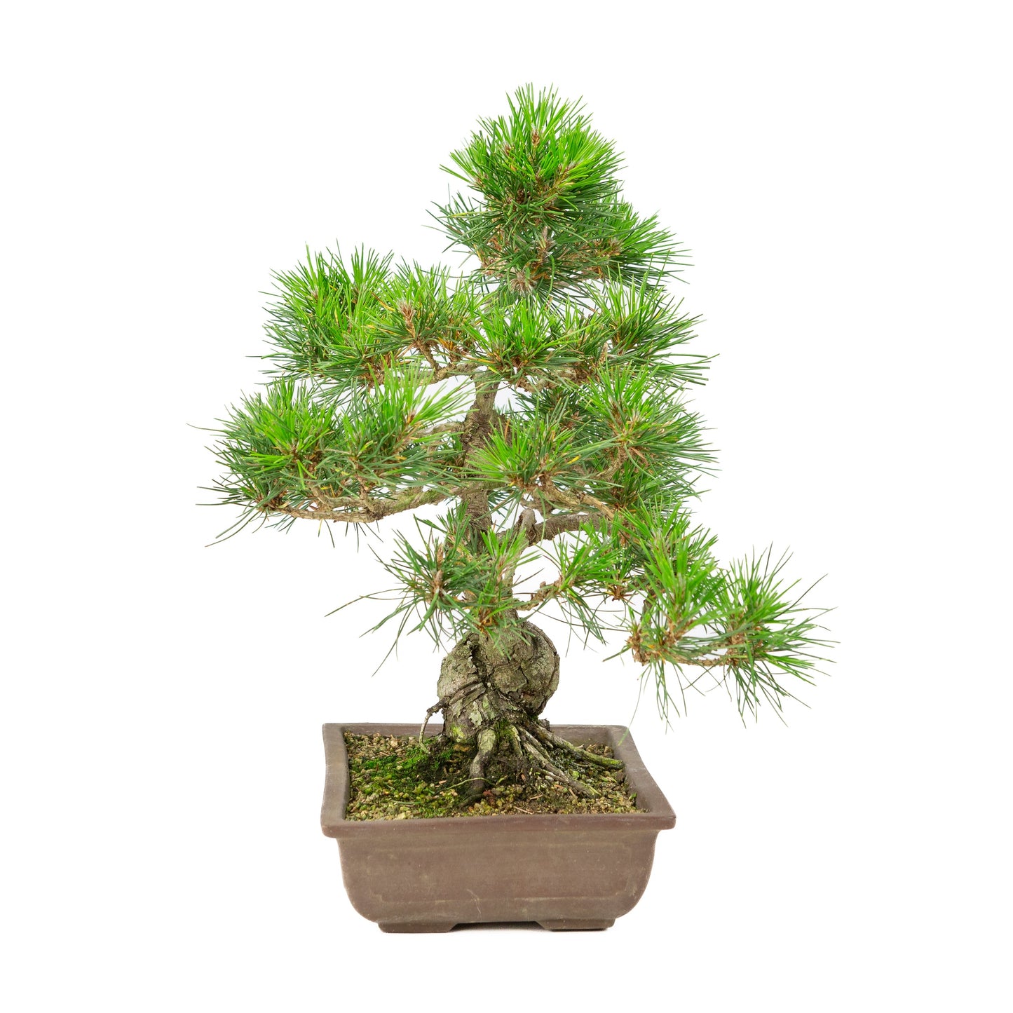 Unglasierter Schale aus Pinus thunbergii, 24 cm Durchmesser, Höhe ca. 41 cm