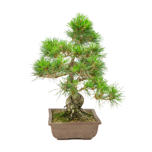 Unglasierter Topf aus Pinus thunbergii, 24 cm Durchmesser, Höhe ca. 41 cm