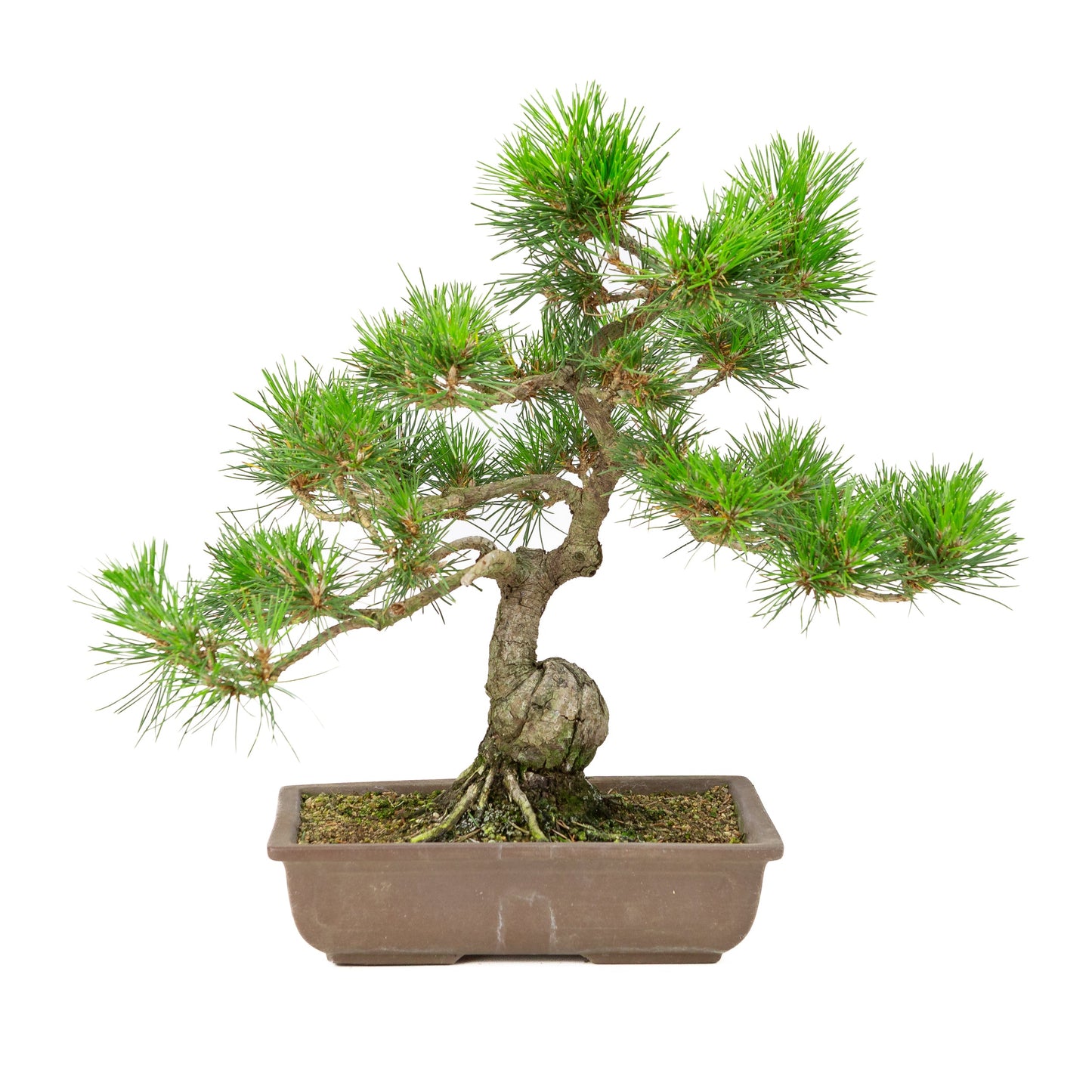 Unglasierter Schale aus Pinus thunbergii, 24 cm Durchmesser, Höhe ca. 41 cm