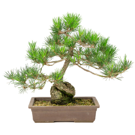 Unglasierter Topf aus Pinus thunbergii, 26 cm Durchmesser, Höhe ca. 40 cm