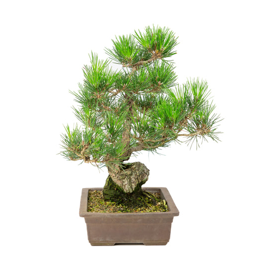 Unglasierter Topf aus Pinus thunbergii, 26 cm Durchmesser, Höhe ca. 40 cm