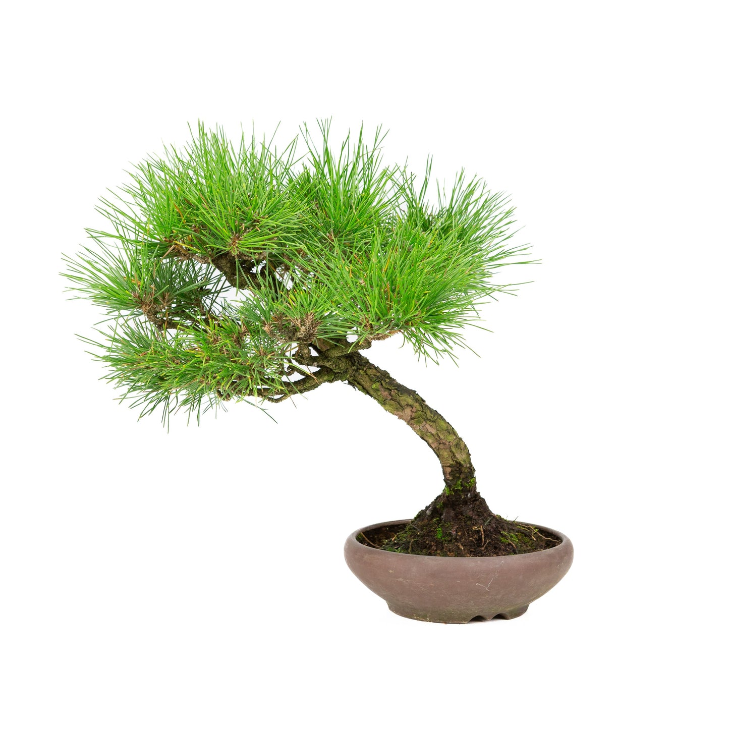 Unglasierter Schale aus Pinus thunbergii, 17 cm Durchmesser, Höhe ca. 36 cm