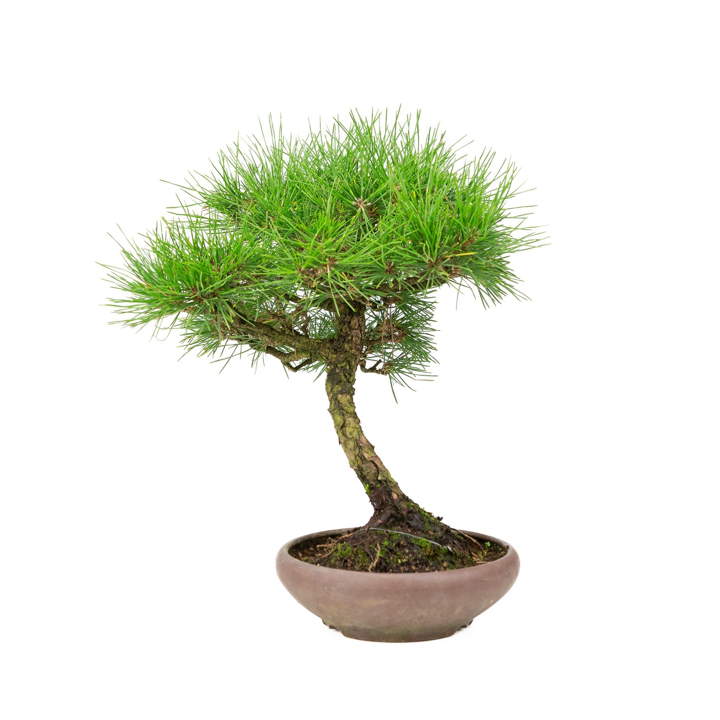 Unglasierter Schale aus Pinus thunbergii, 17 cm Durchmesser, Höhe ca. 36 cm