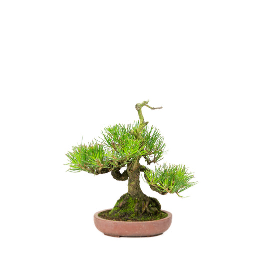 Unglasierter Topf aus Pinus thunbergii, 15 cm Durchmesser, Höhe ca. 25 cm