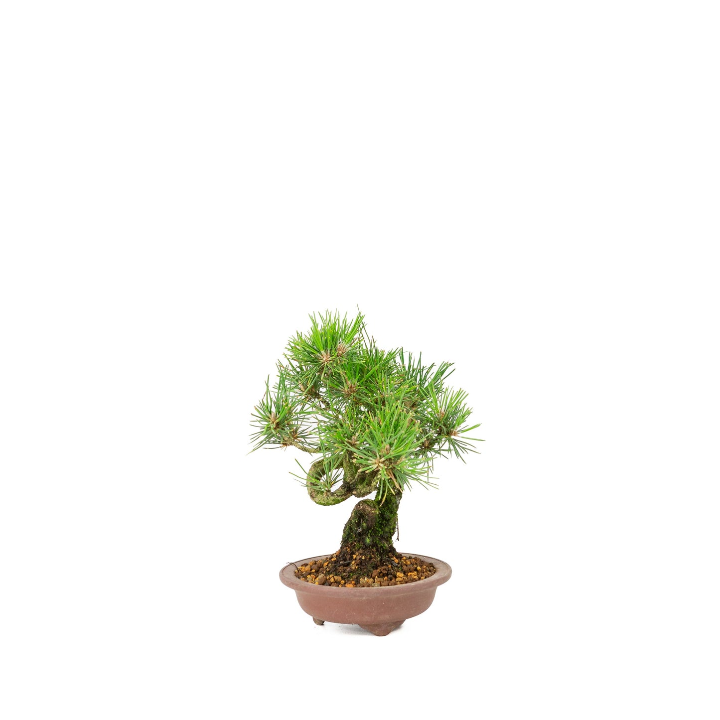 Unglasierter Schale aus Pinus thunbergii, 13 m lang, Höhe ca. 24 cm