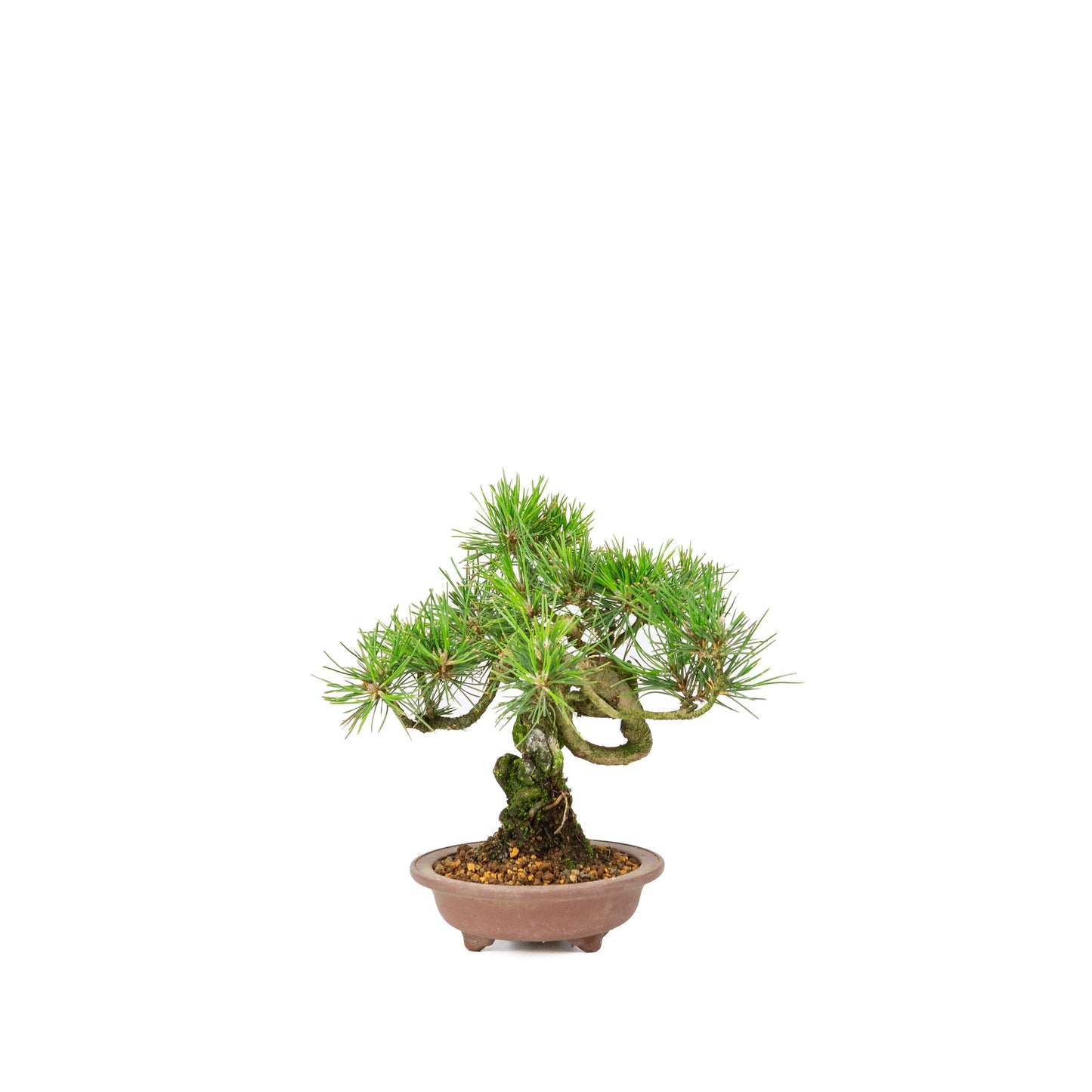 Unglasierter Schale aus Pinus thunbergii, 13 m lang, Höhe ca. 24 cm
