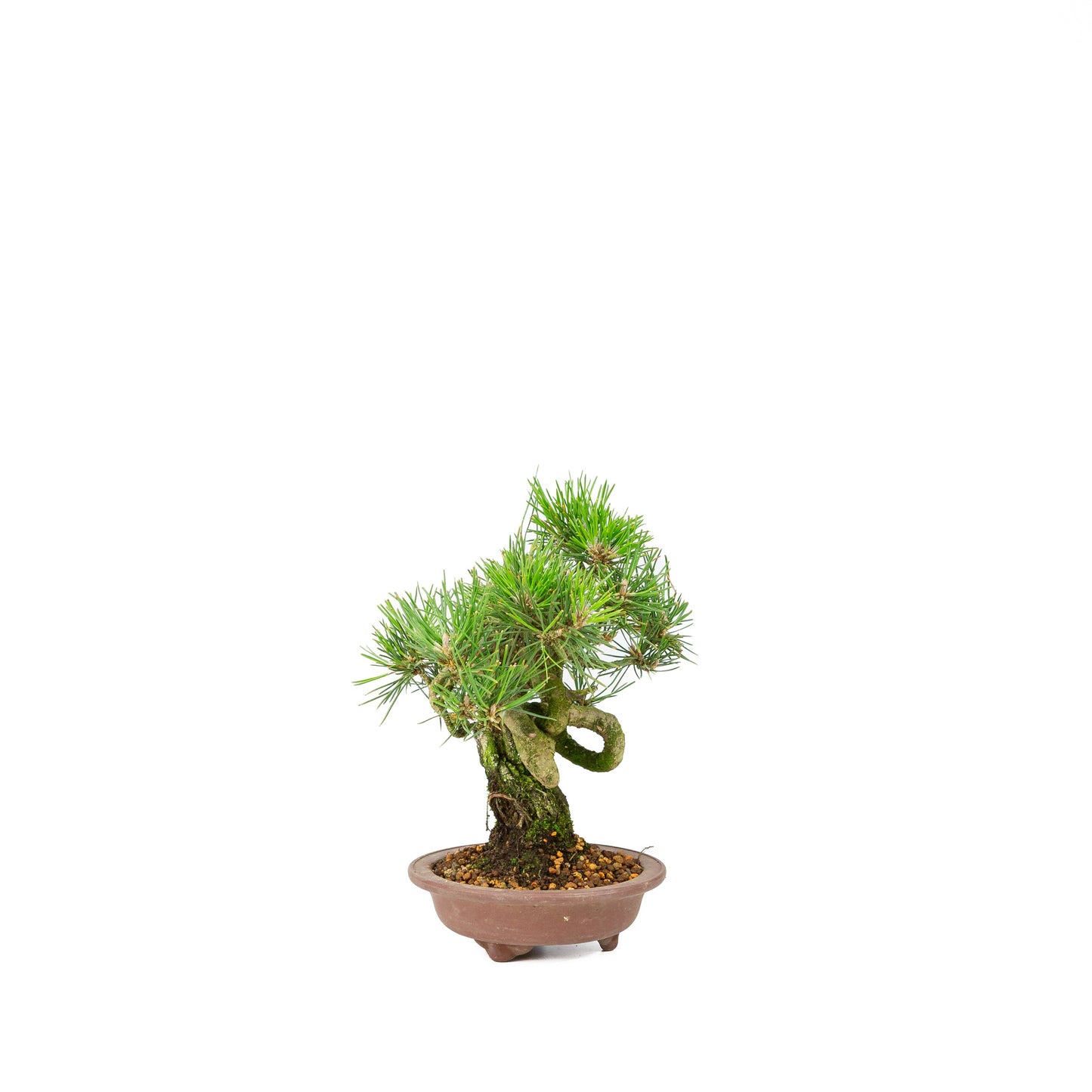 Unglasierter Schale aus Pinus thunbergii, 13 m lang, Höhe ca. 24 cm