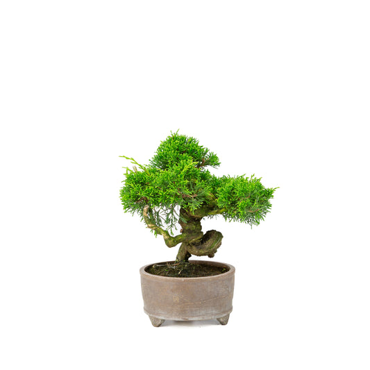 Unglasierter Topf aus Juniperus chinensis, 14 cm Durchmesser, Höhe ca. 27 cm