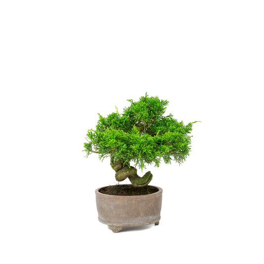 Unglasierter Schale aus Juniperus chinensis, 14 cm Durchmesser, Höhe ca. 27 cm