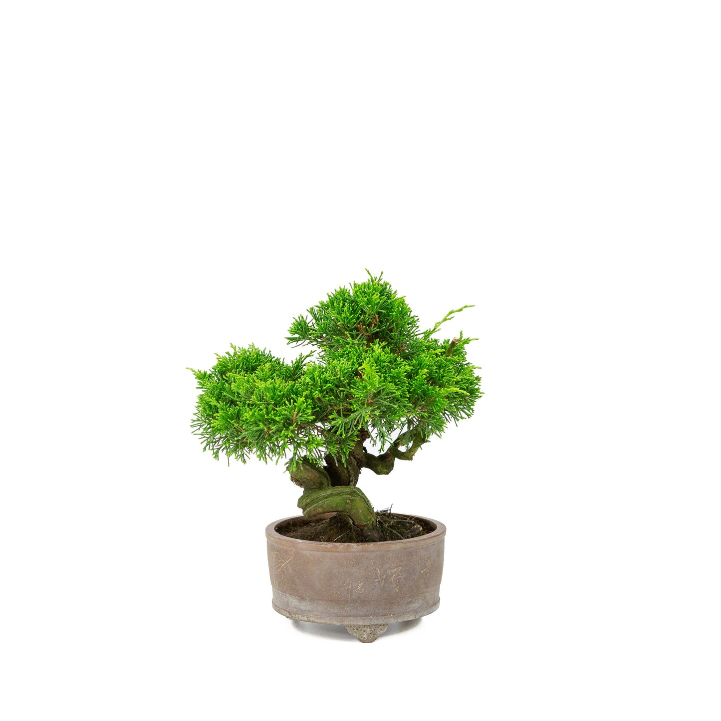 Unglasierter Schale aus Juniperus chinensis, 14 cm Durchmesser, Höhe ca. 27 cm