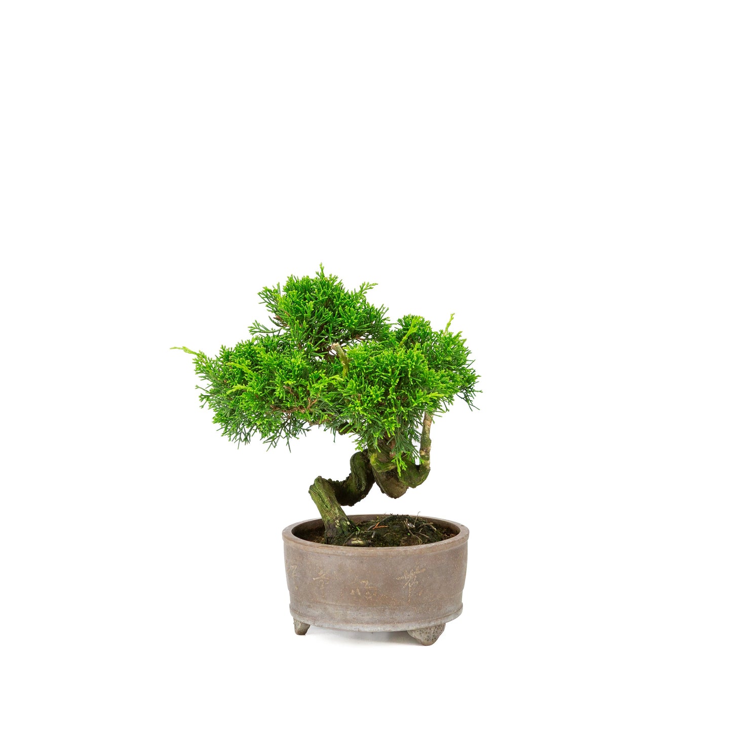 Unglasierter Schale aus Juniperus chinensis, 14 cm Durchmesser, Höhe ca. 27 cm