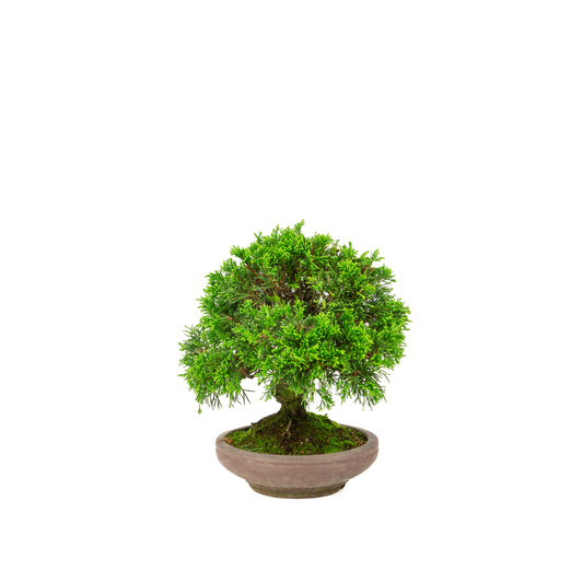 Unglasierter Topf aus Juniperus chinensis, 15 cm Durchmesser, Höhe ca. 24 cm