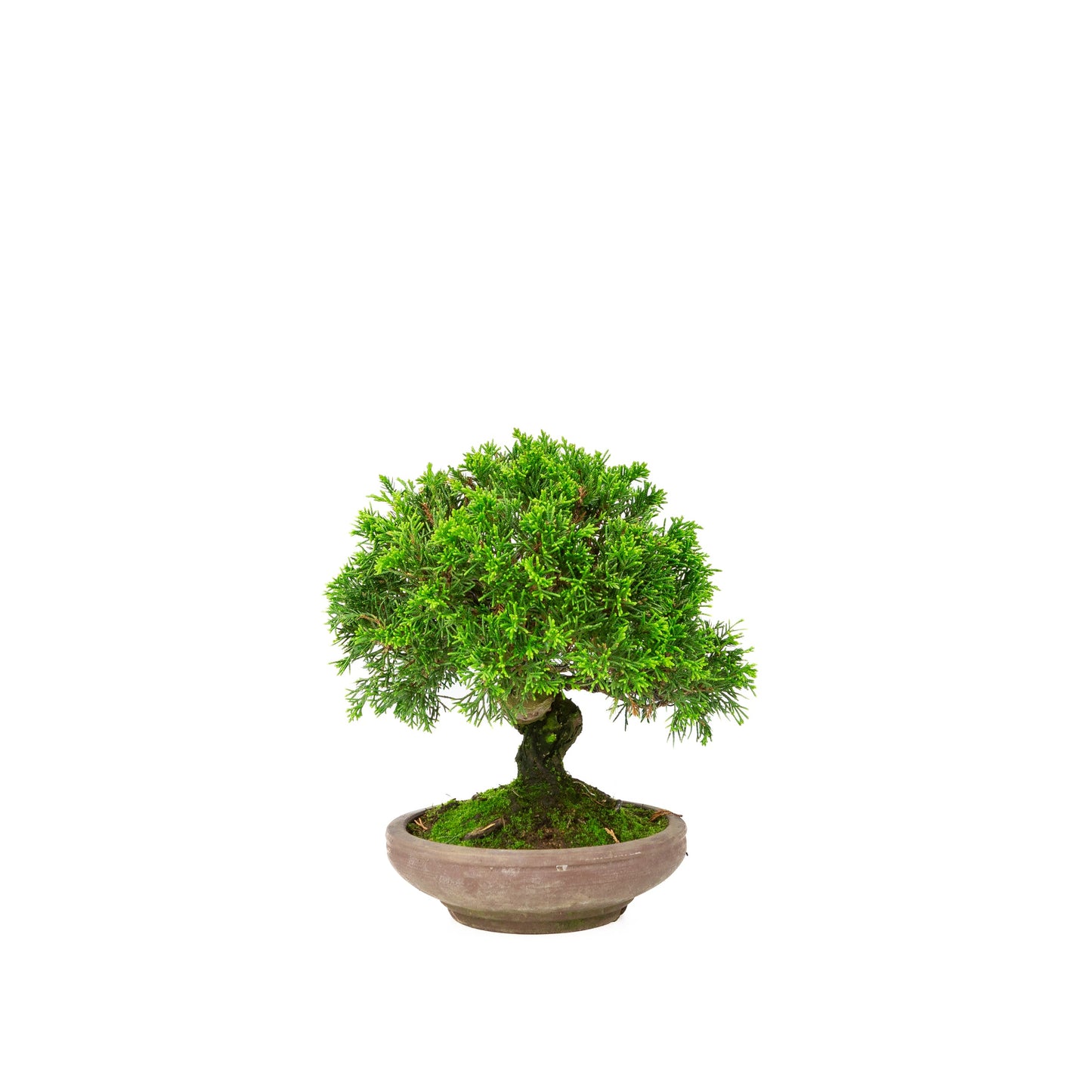Unglasierter Schale aus Juniperus chinensis, 15 cm Durchmesser, Höhe ca. 24 cm