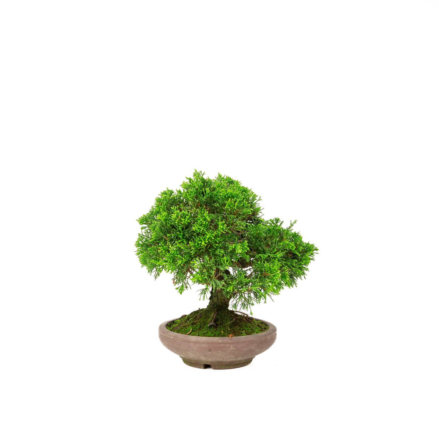 Unglasierter Schale aus Juniperus chinensis, 15 cm Durchmesser, Höhe ca. 24 cm