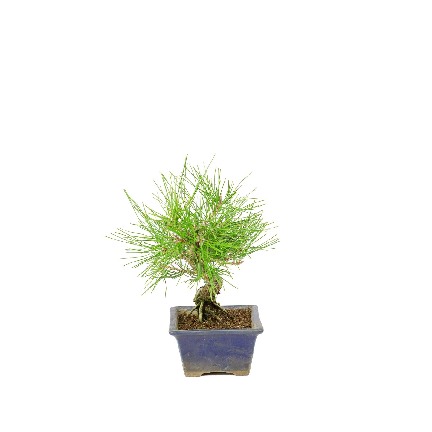 Pinus thunbergii blau, Schale 14 m, Höhe ca. 25 cm