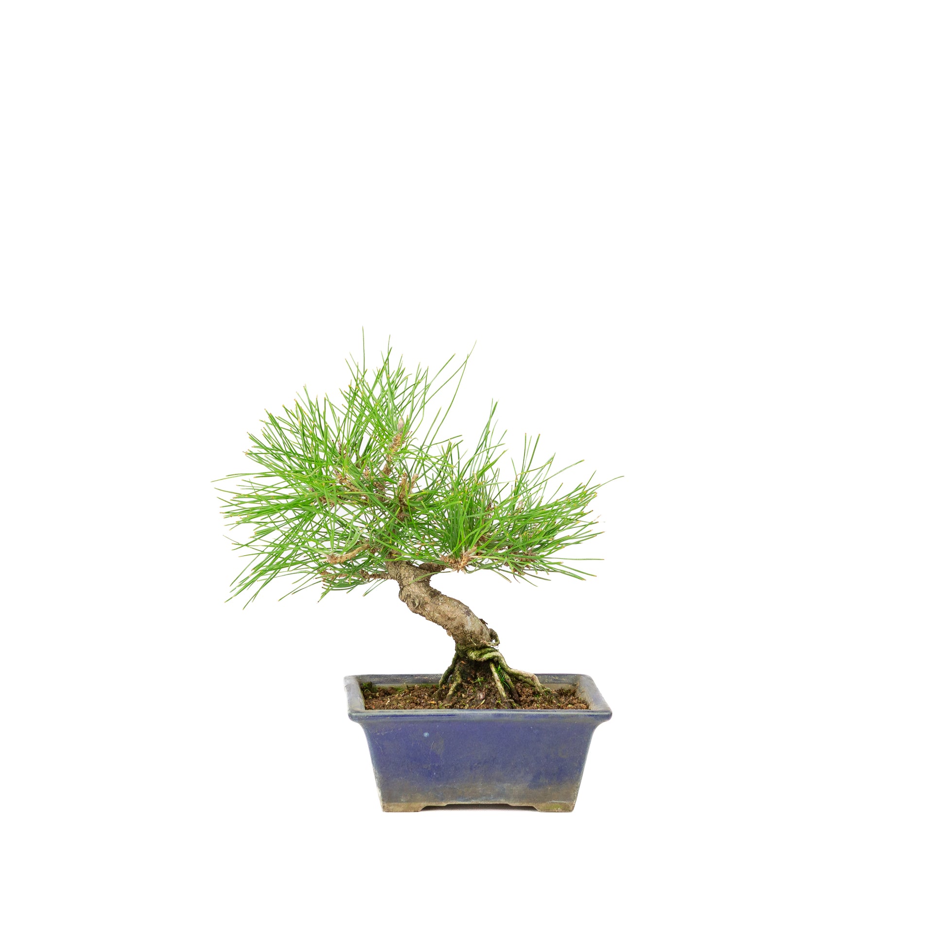 Pinus thunbergii blauwe pot 14m, hoogte ~25cm