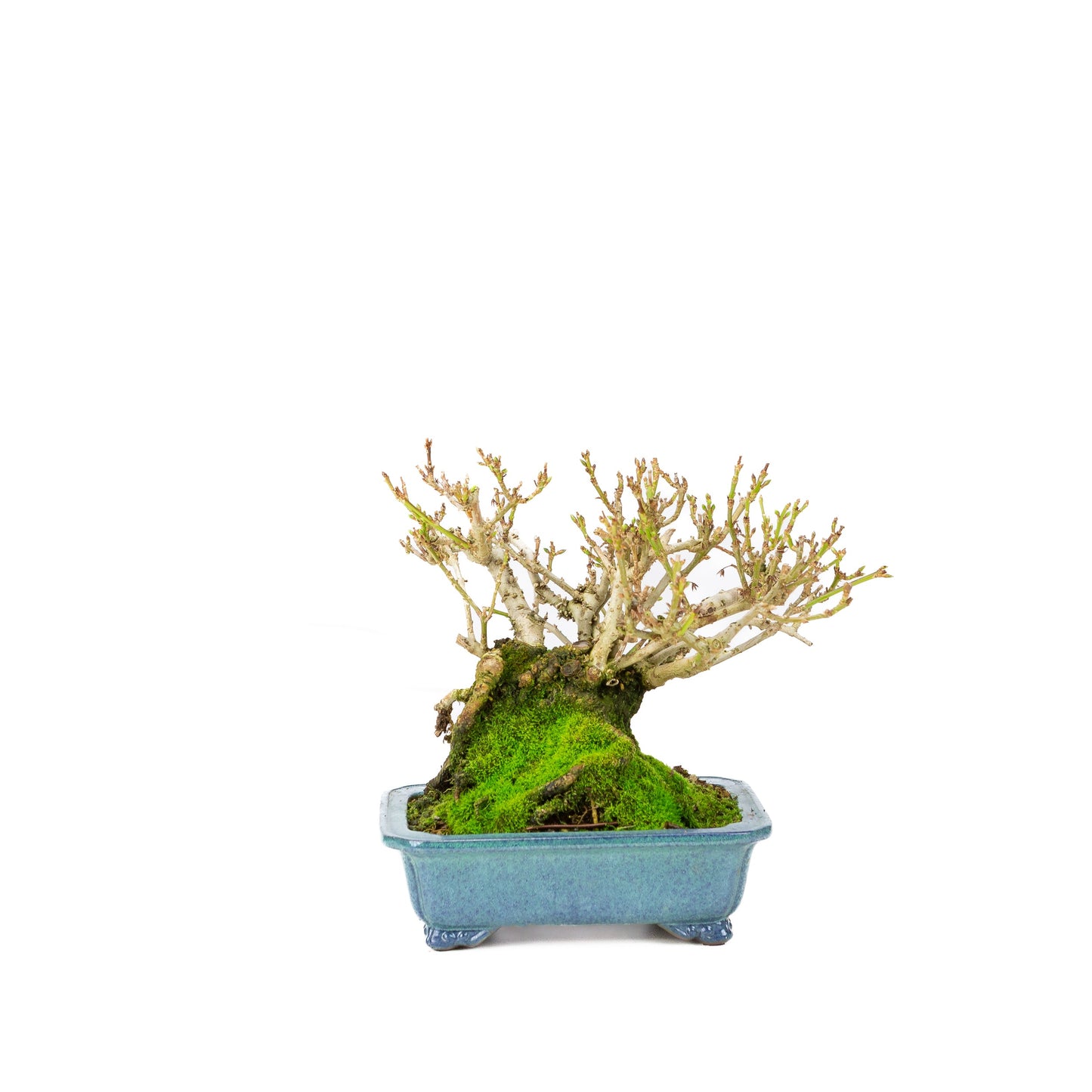 Forsythienblaue Schale, 18 cm Durchmesser, Höhe ca. 23 cm