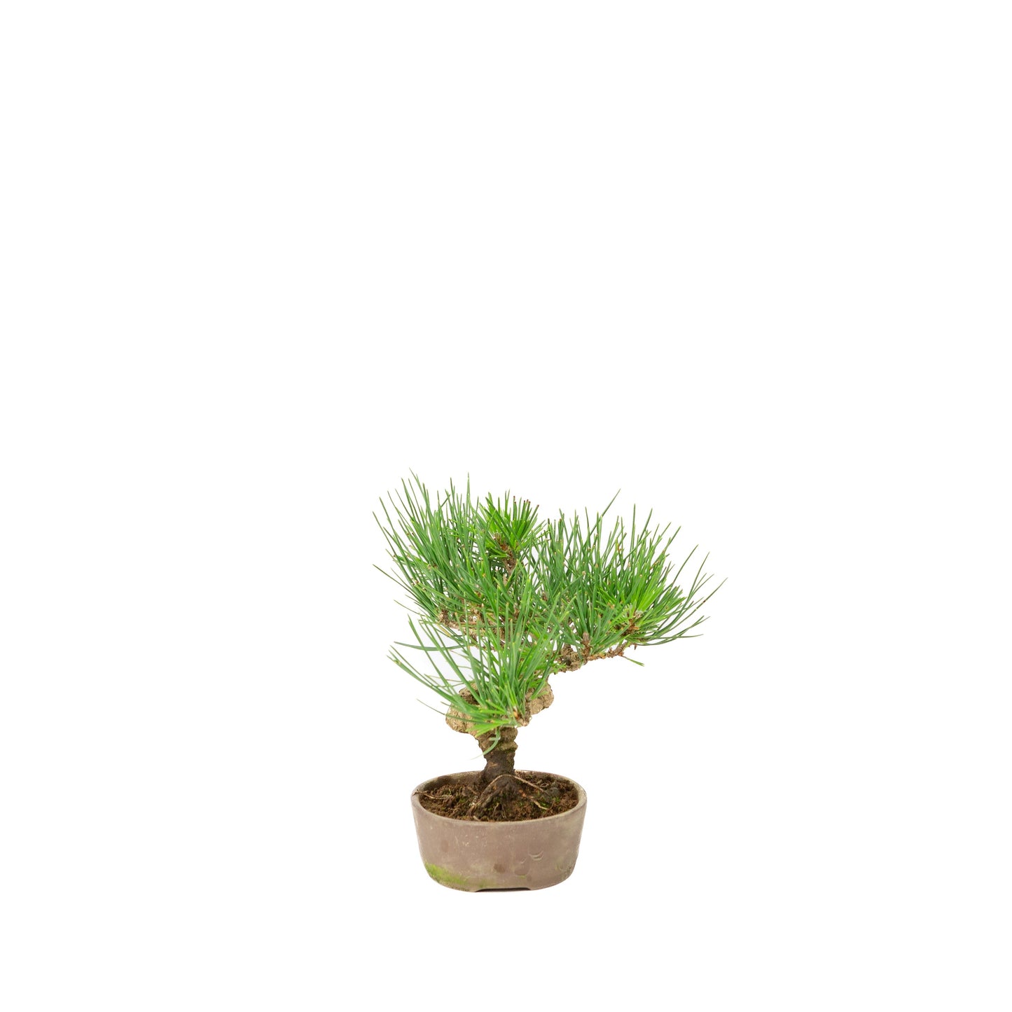 Unglasierter Schale aus Pinus thunbergii, 12 m lang, Höhe ca. 20 cm