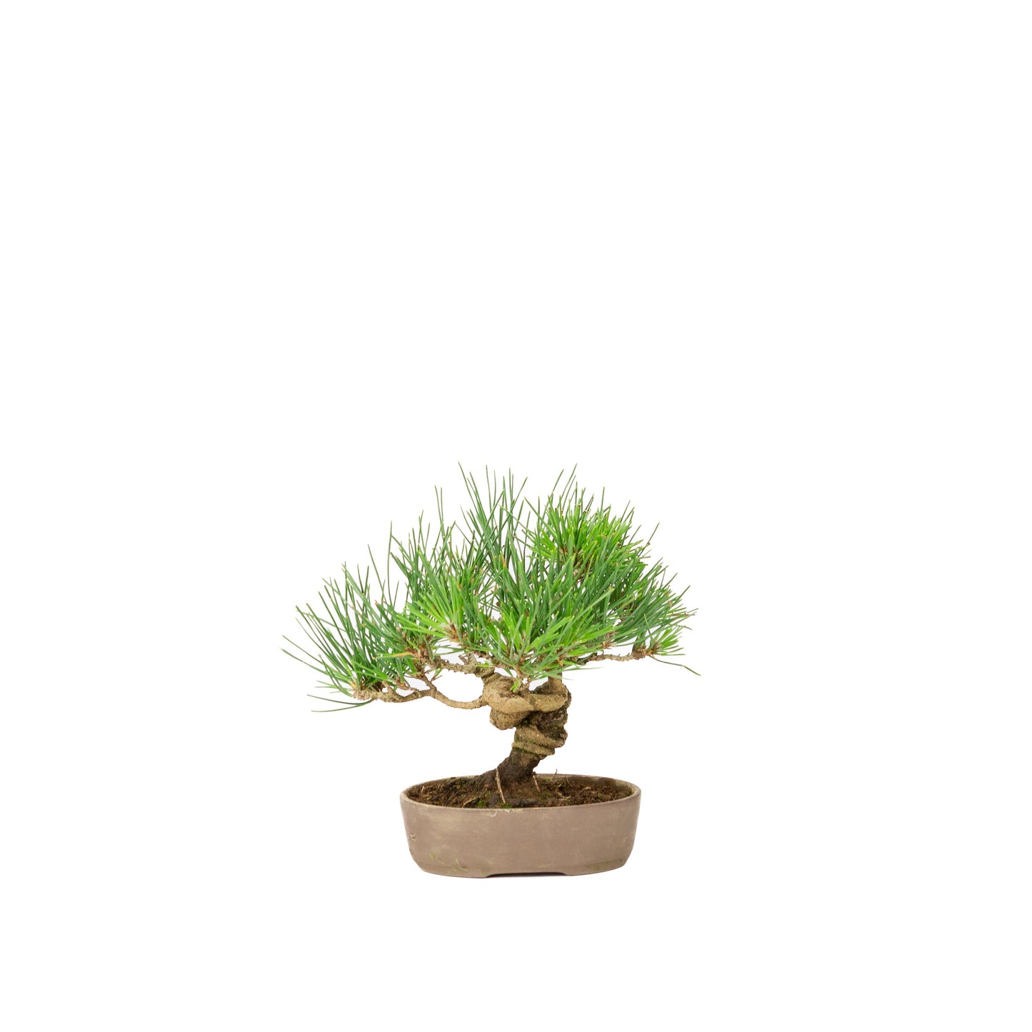 Unglasierter Schale aus Pinus thunbergii, 12 m lang, Höhe ca. 20 cm