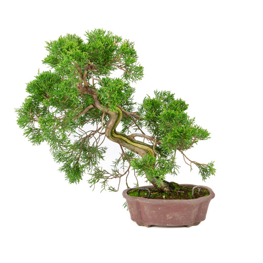 Juniperus chinensis, unglasiert, 19 cm hoch, Höhe ca. 41 cm