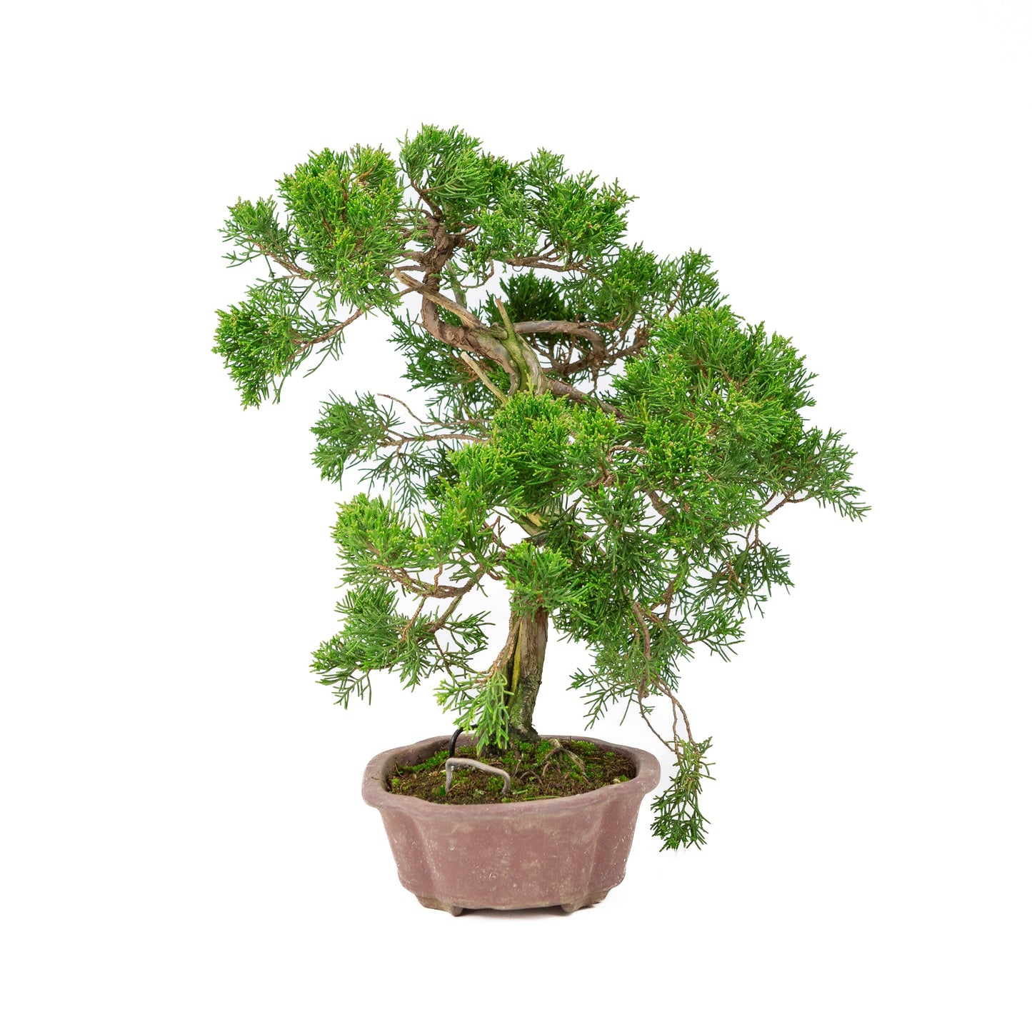 Juniperus chinensis, unglasiert, 19 cm hoch, Höhe ca. 41 cm