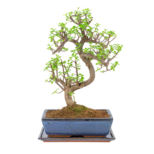 Portulacaria afra (Spekbaum) Bonsai in blauem Topf 28cm, Höhe ca. 51cm