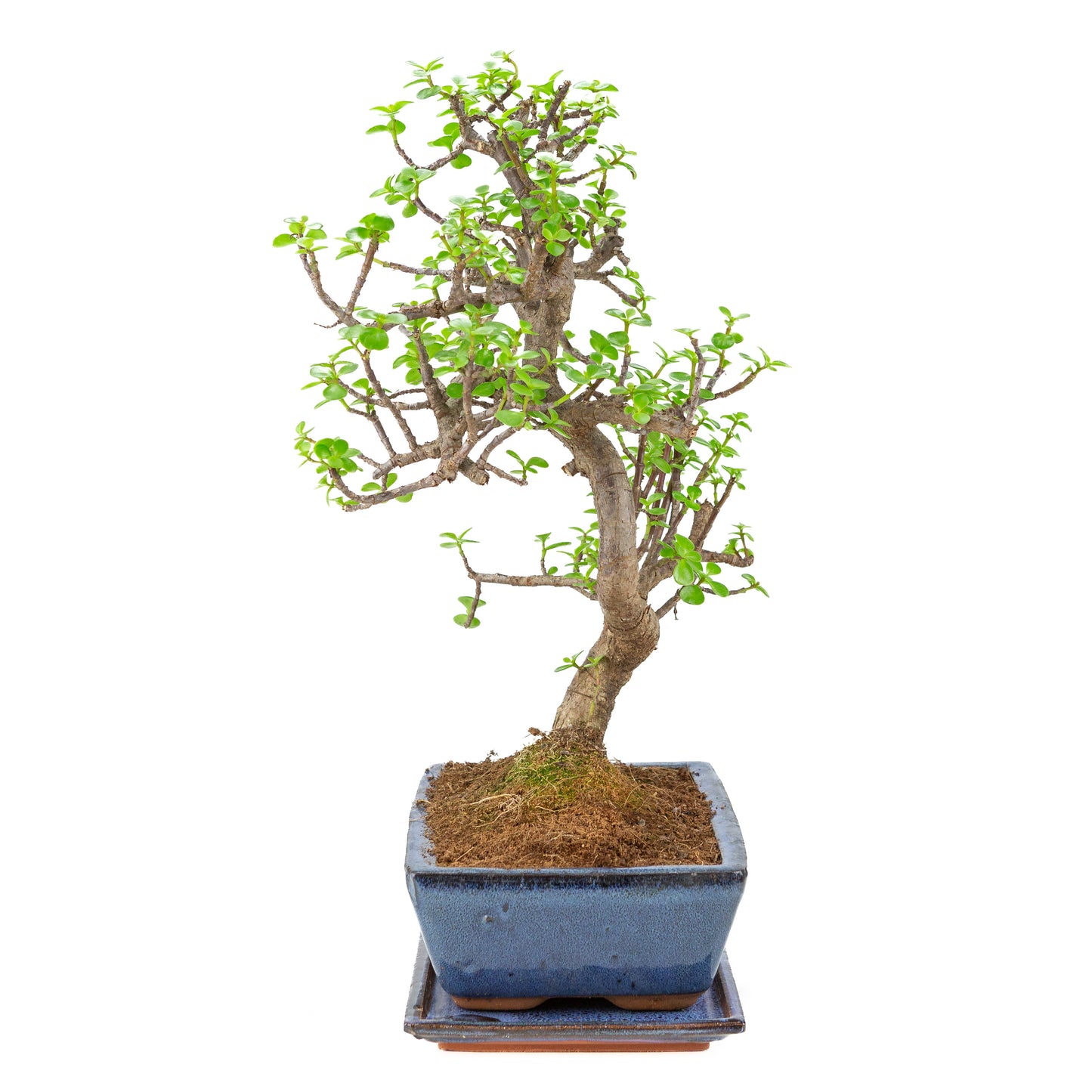 Portulacaria afra (Spekboom) Bonsai in blauwe pot 28cm, hoogte ~51cm