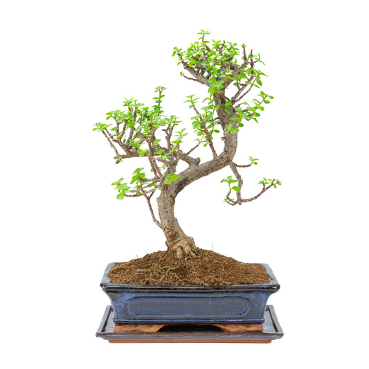 Portulacaria afra (Spekboom) Bonsai in blauem Topf 29cm, Höhe ~51cm