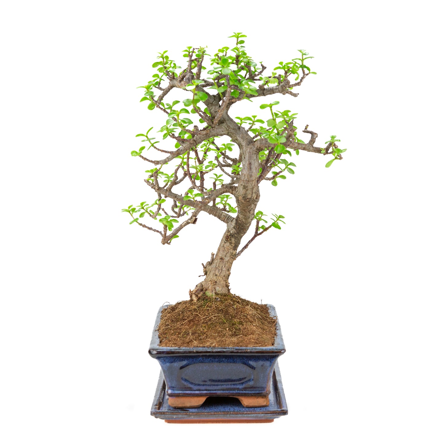 Portulacaria afra (Spekboom) Bonsai in blauwe pot 29cm, hoogte ~51cm