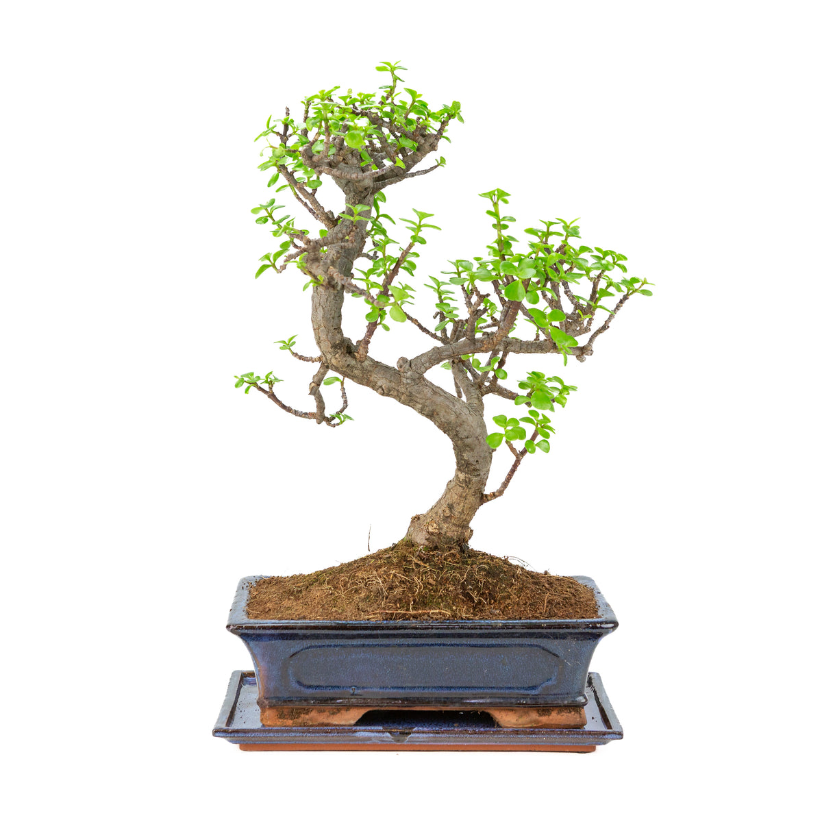Portulacaria afra (Spekboom) Bonsai in blauwe pot 29cm, hoogte ~51cm