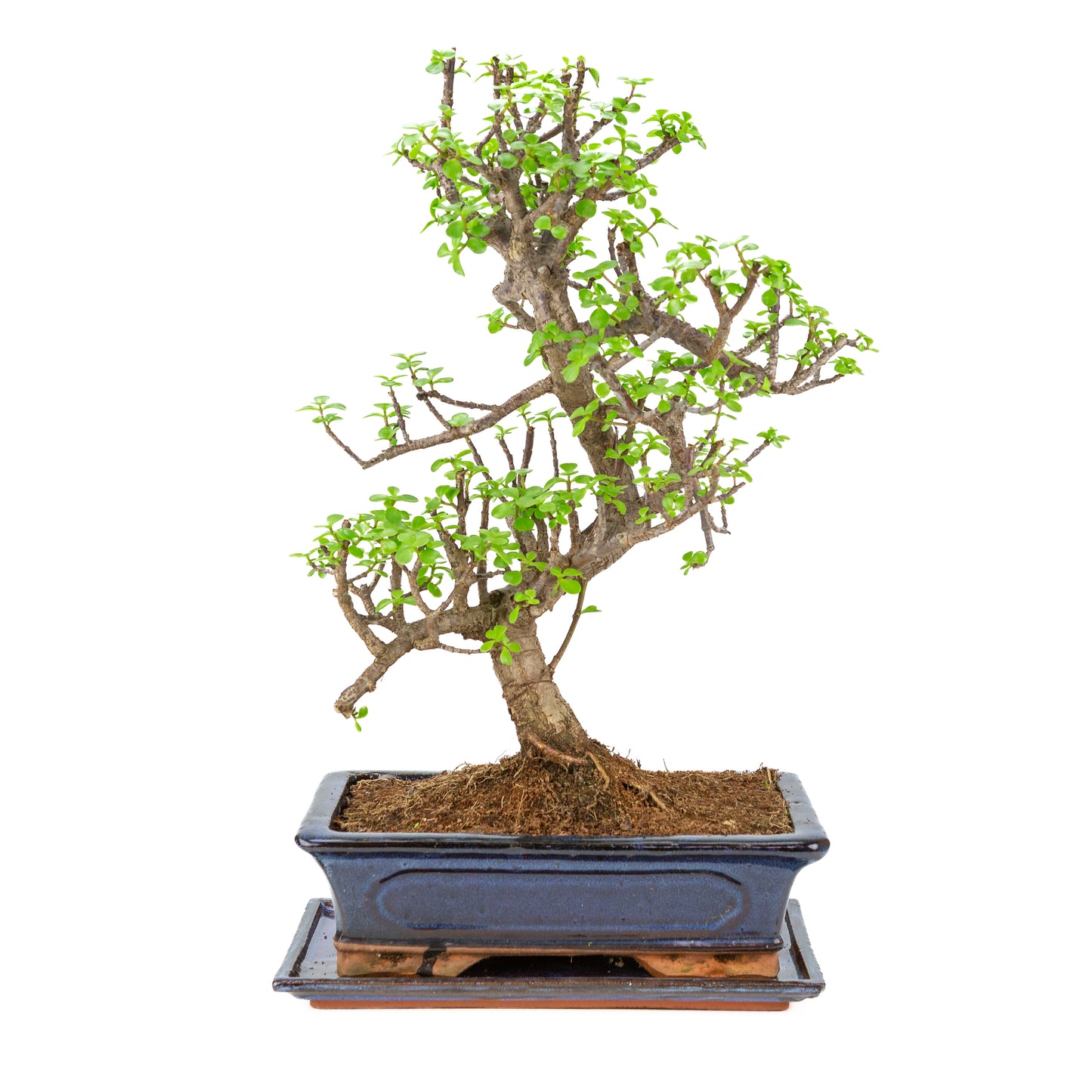 Portulacaria afra (Spekboom) Bonsai in blauwe pot 29cm, hoogte ~53cm