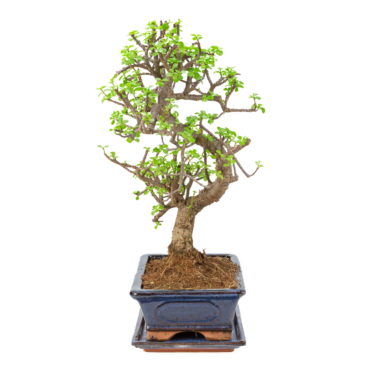 Portulacaria afra (Spekboom) Bonsai in blauwe pot 29cm, hoogte ~53cm