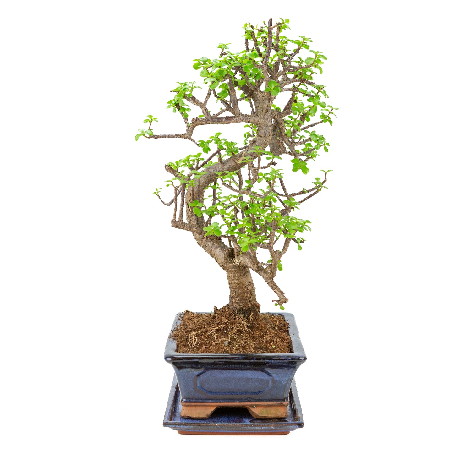 Portulacaria afra (Spekboom) Bonsai in blauwe pot 29cm, hoogte ~53cm