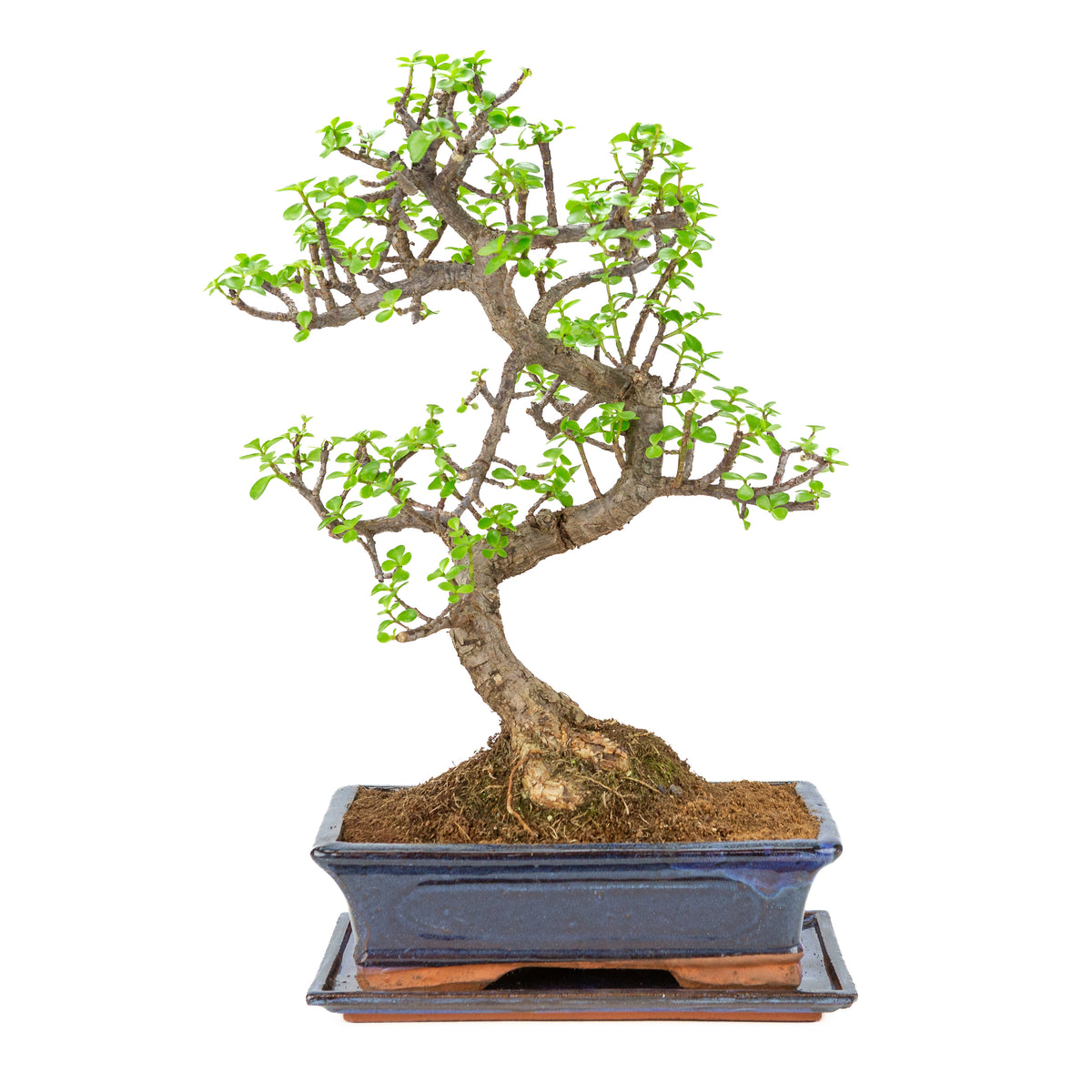 Portulacaria afra (Spekboom) Bonsai in blauwe pot 29cm, hoogte ~54cm