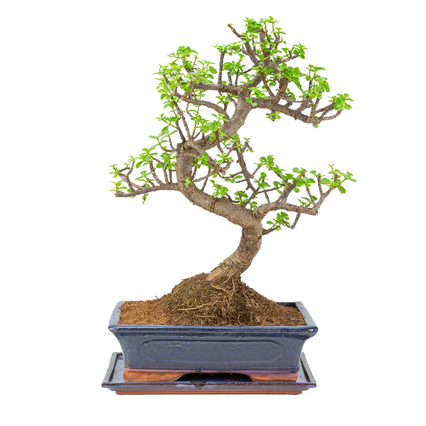 Portulacaria afra (Spekboom) Bonsai in blauwe pot 29cm, hoogte ~54cm