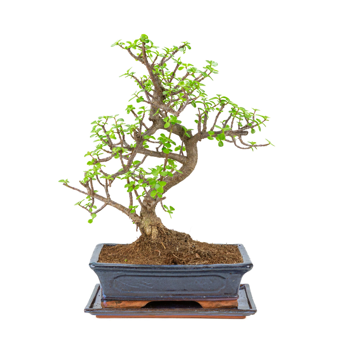 Portulacaria afra (Spekboom) Bonsai in blauwe pot 29cm, hoogte ~49cm