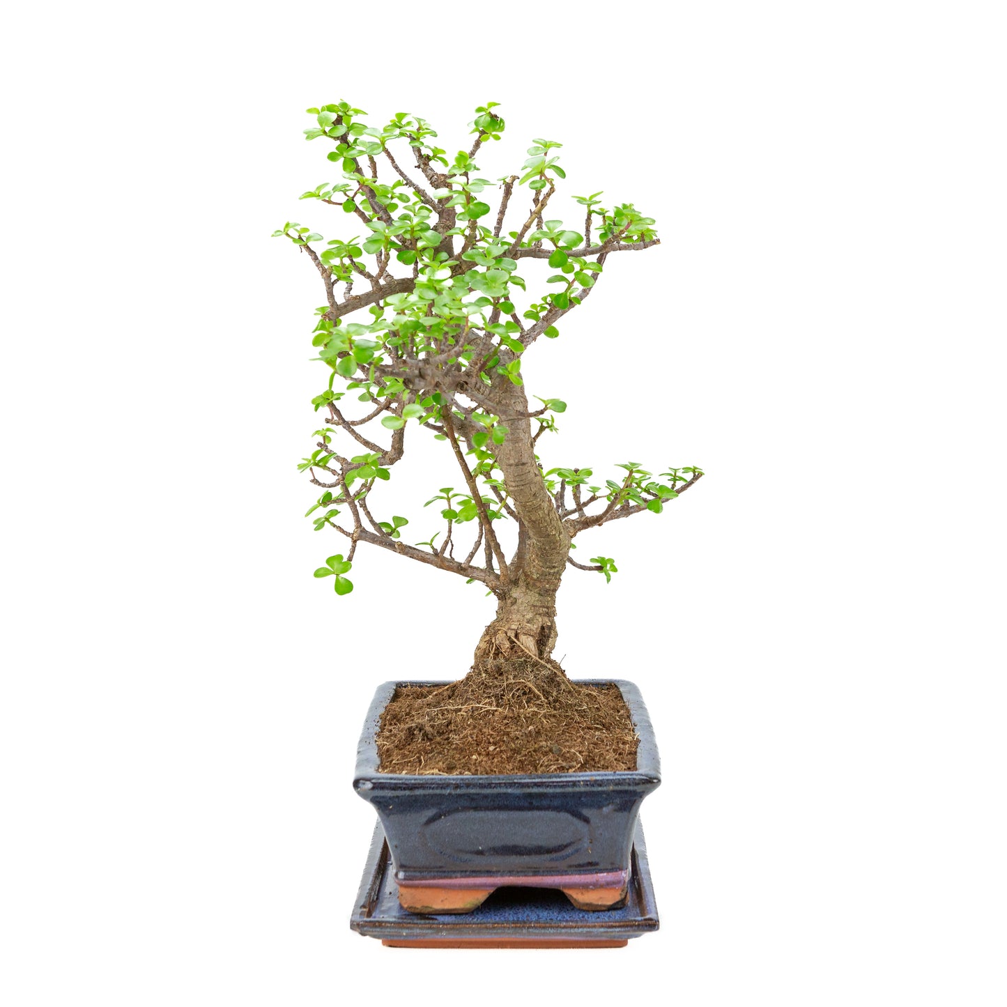 Portulacaria afra (Spekboom) Bonsai in blauwe pot 29cm, hoogte ~49cm
