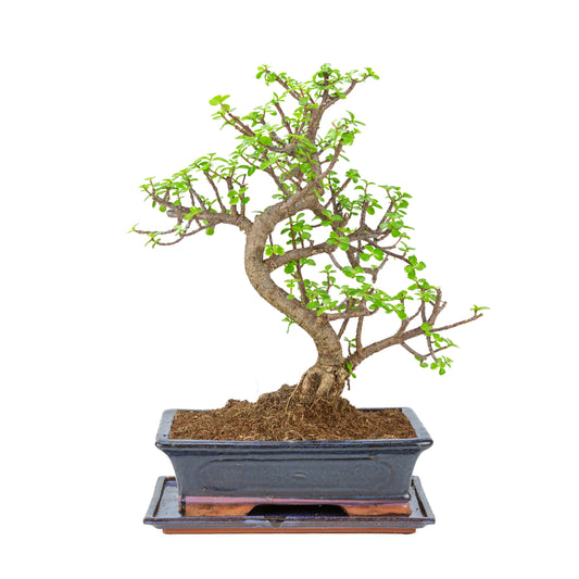 Portulacaria afra (Spekbaum) Bonsai in blauem Topf 29cm, Höhe ~49cm