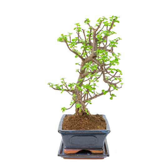 Portulacaria afra (Spekbaum) Bonsai in blauem Topf 29cm, Höhe ~49cm