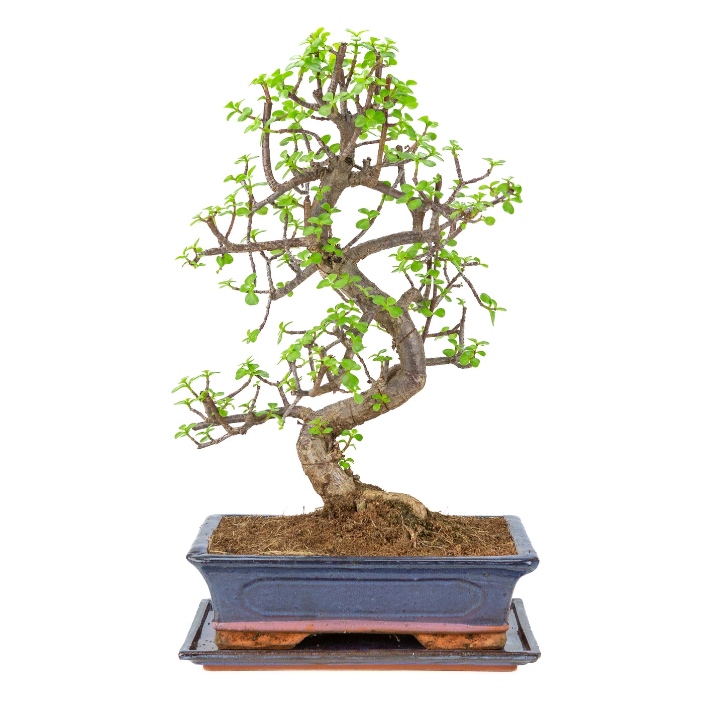 Portulacaria afra (Spekboom) Bonsai in blauwe pot 29cm, hoogte ~54cm